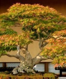 Compo Sana Bonsaierde