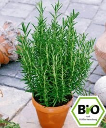 Bio Rosmarin
