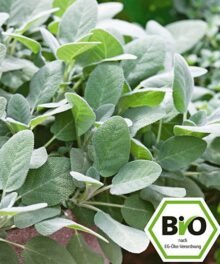 Bio Salbei