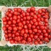 Datteltomaten "NaturGut" – Süß und Aromatisch