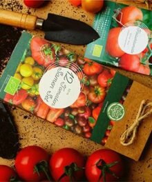 Datteltomaten Goldmarie