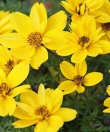 Goldmarie Sonnenblumen-Kerne