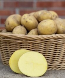 Gourmet-Kartoffeln Sorte: Belana, festkochend