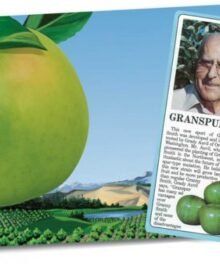 Granny Smith Äpfel 70/80