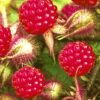 Frische Himbeeren