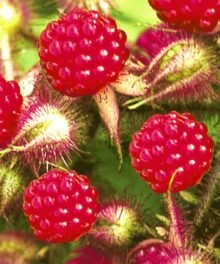 Frische Himbeeren