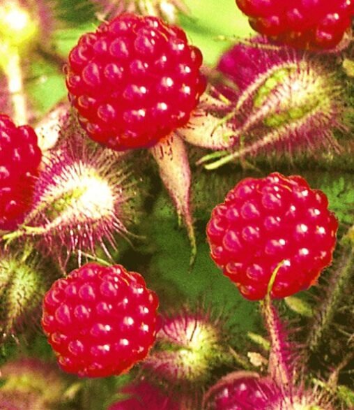 Frische Himbeeren