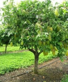 Karambola L+4 Sternfrucht