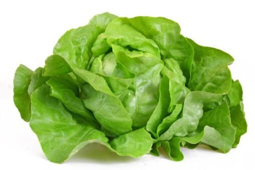 Kopfsalat