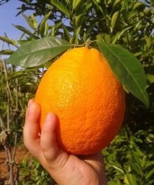 Orangen "Navelina"