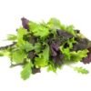 Pflücksalat Mix (rot/ grün)