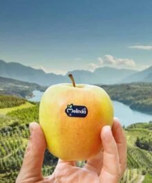 Pink Lady Sorte: Cripps Pink Foodtainer  70/80 er