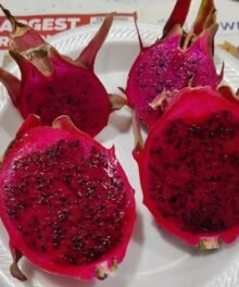 Pitahaya Rot/Weiß L+4