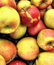 Roter Boskoop 75/85 er