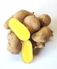 Speisefrühkartoffel "Annabelle"