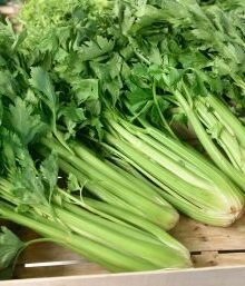 Staudensellerie, frisch