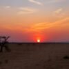 Sun of Africa White dry