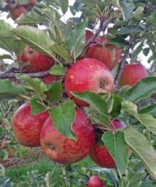 Wellant Sorte: Fresco 75/80 er